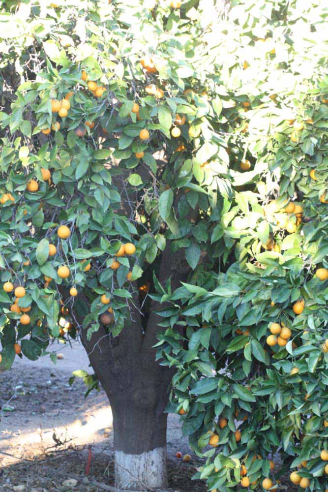            Habit (Riverside, CA)   